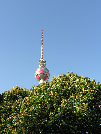 Fernsehturm und Bäume