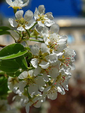 Foto Frühling - 