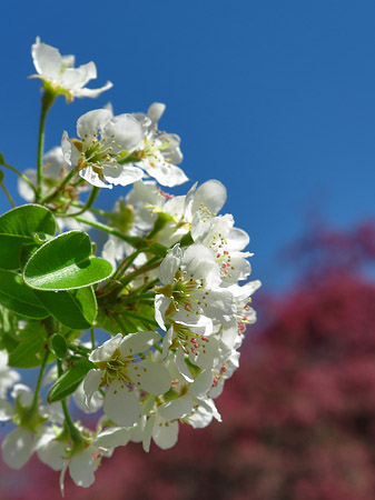 Frühling Foto 
