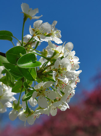 Fotos Frühling