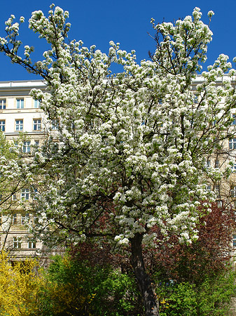 Foto Frühling - 