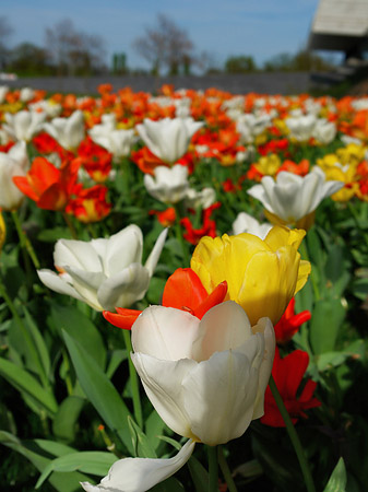 Fotos Bundesgartenschau