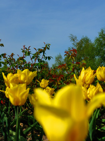 Foto Bundesgartenschau - Potsdam