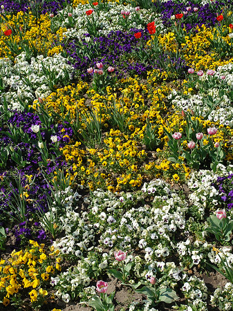 Foto Blumen
