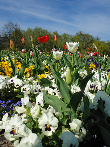 Fotos Blumen | Potsdam