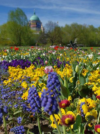 Fotos Blumen