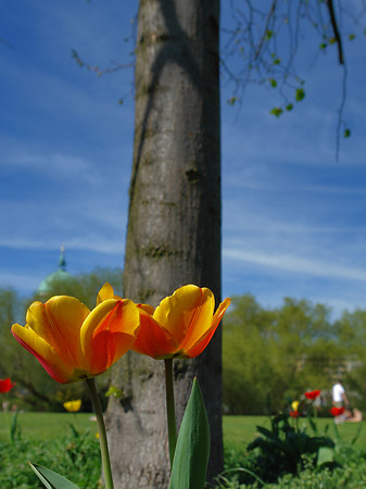 Foto Blumen
