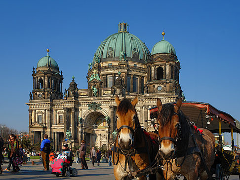Dompferde Foto 