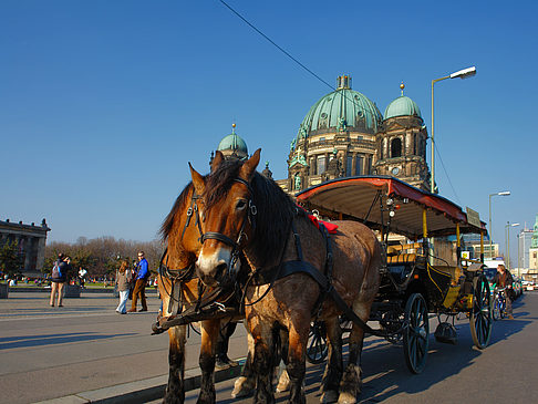 Dompferde Foto 