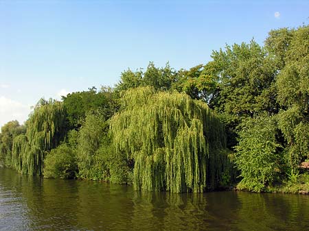 Fotos Trauerweiden | Berlin
