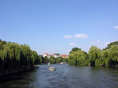 Trauerweiden an der Spree