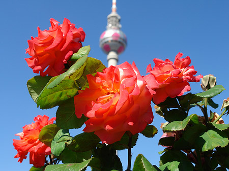 Fotos Fernsehturm und Rosen | Berlin