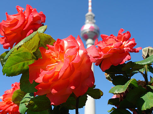 Fernsehturm und Rosen Foto 