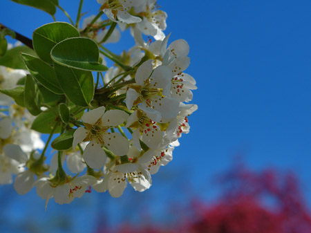 Foto Frühling