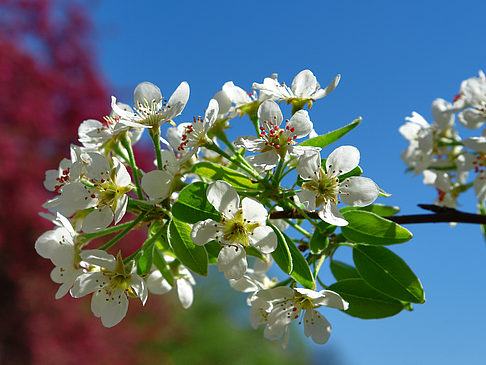 Fotos Frühling | 
