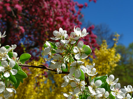 Foto Frühling