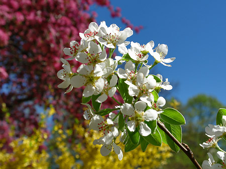 Foto Frühling - 