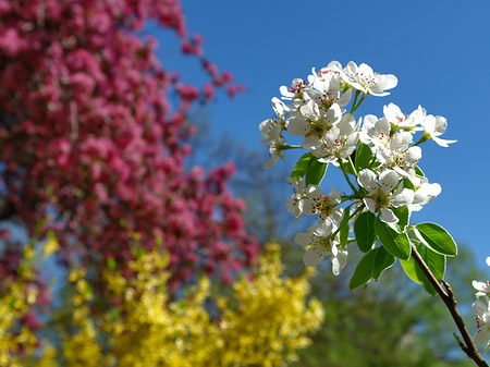 Frühling Fotos