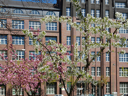 Frühling Fotos