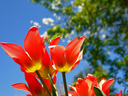 Frühling Fotos