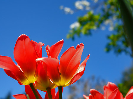 Foto Frühling - 