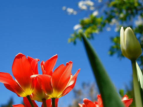 Foto Frühling