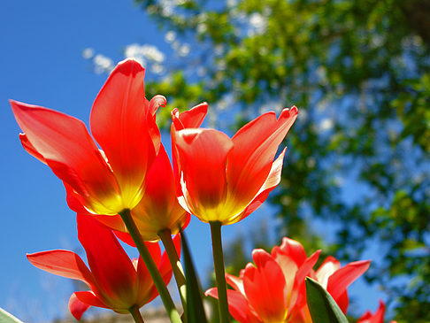 Frühling