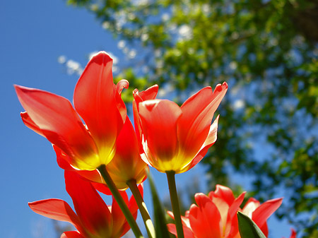 Frühling