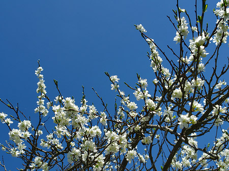 Fotos Frühling