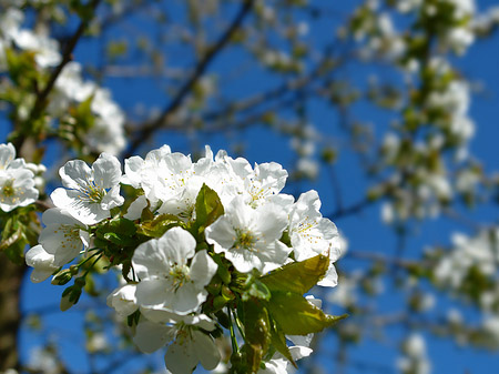 Frühling Fotos