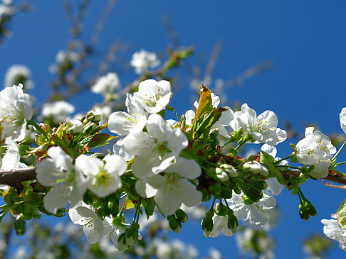 Frühling Fotos