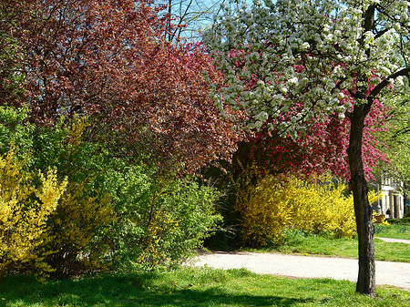 Foto Frühling