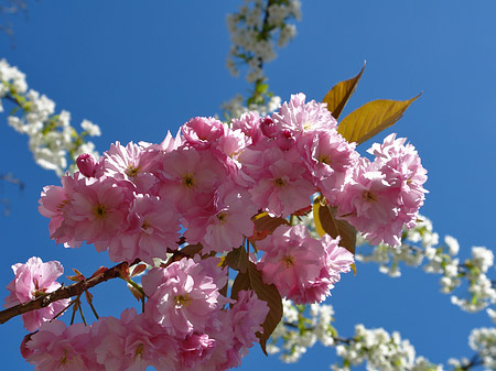 Frühling Foto 