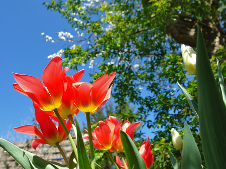 Frühling