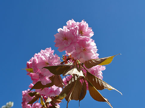 Fotos Frühling