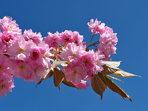 Fotos Frühling | 