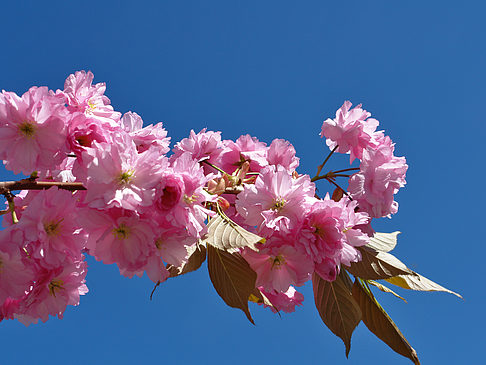 Foto Frühling