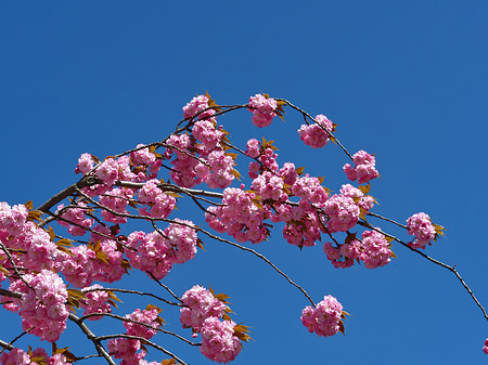 Foto Frühling