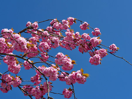 Frühling Fotos
