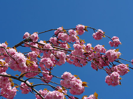 Frühling Foto 