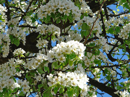 Fotos Frühling | 