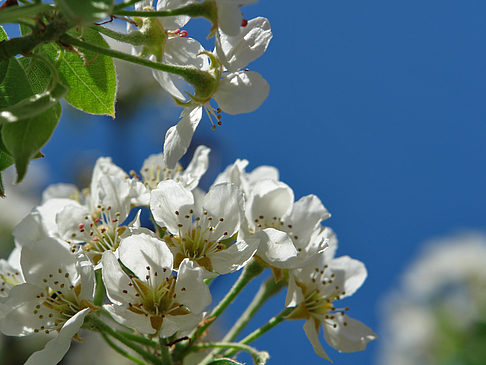 Foto Frühling
