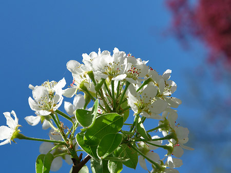 Fotos Frühling | 