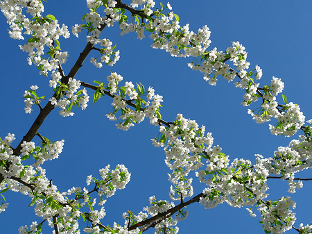 Fotos Frühling
