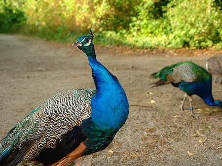 Pfau