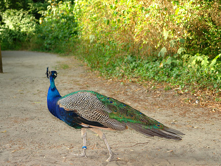 Foto Pfau - Berlin
