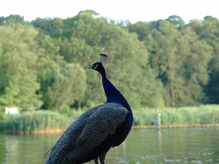 Foto Pfau