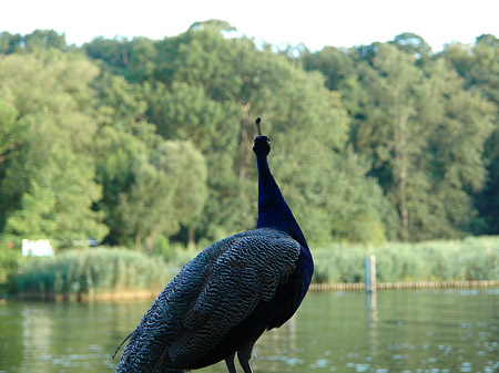Pfau
