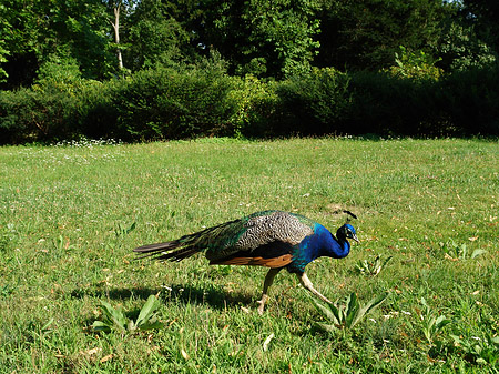 Pfau