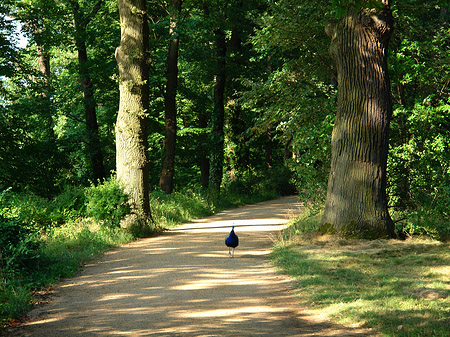 Foto Pfau